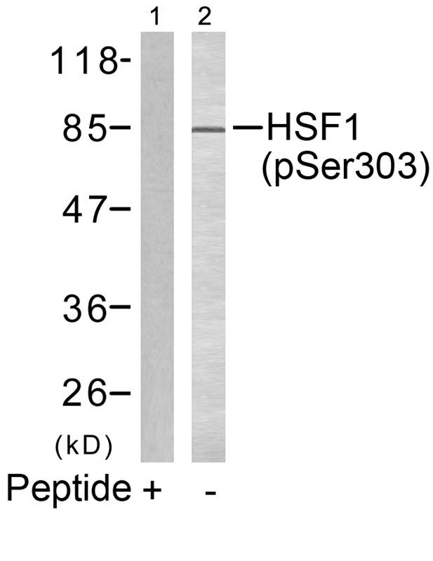 HSF1(phospho-Ser303)