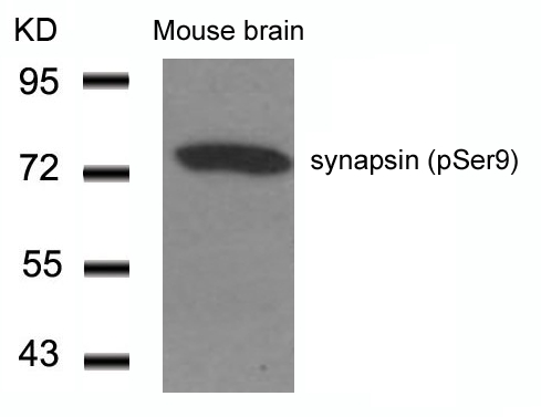synapsin(Phospho-Ser9)
