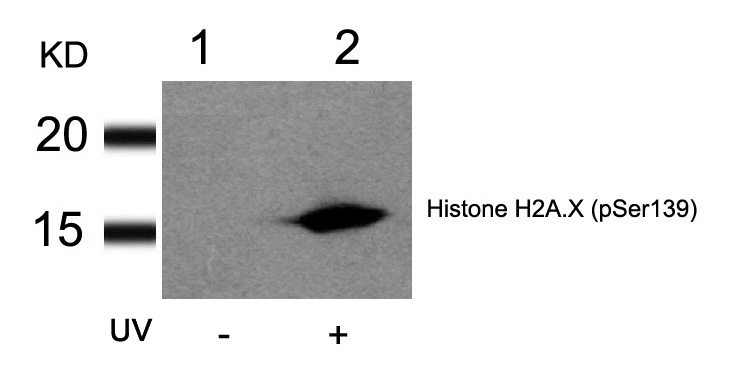 Histone H2A.X(Phospho-Ser139)