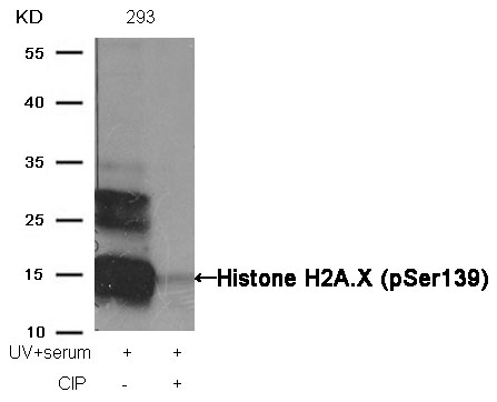 Rabbit Polyclonal Antibody to Histone H2A.X(Phospho-Ser139)
