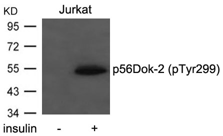 p56Dok-2(Phospho-Tyr299)