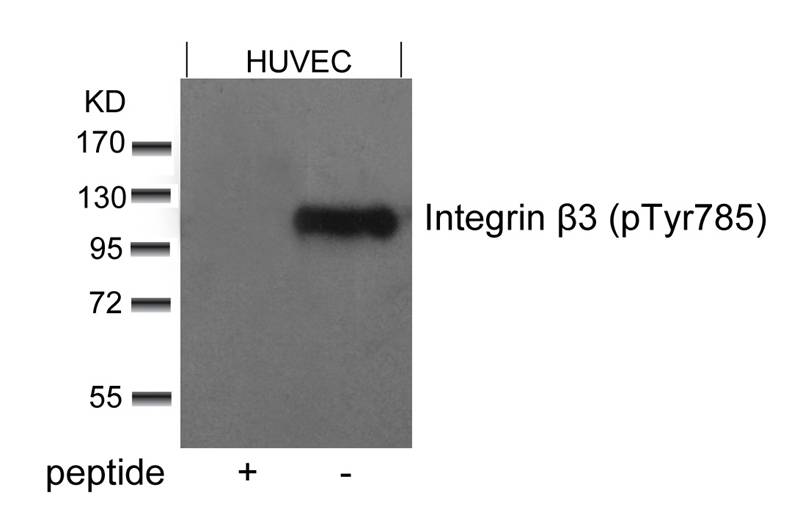 Integrin b3(Phospho-Tyr785)