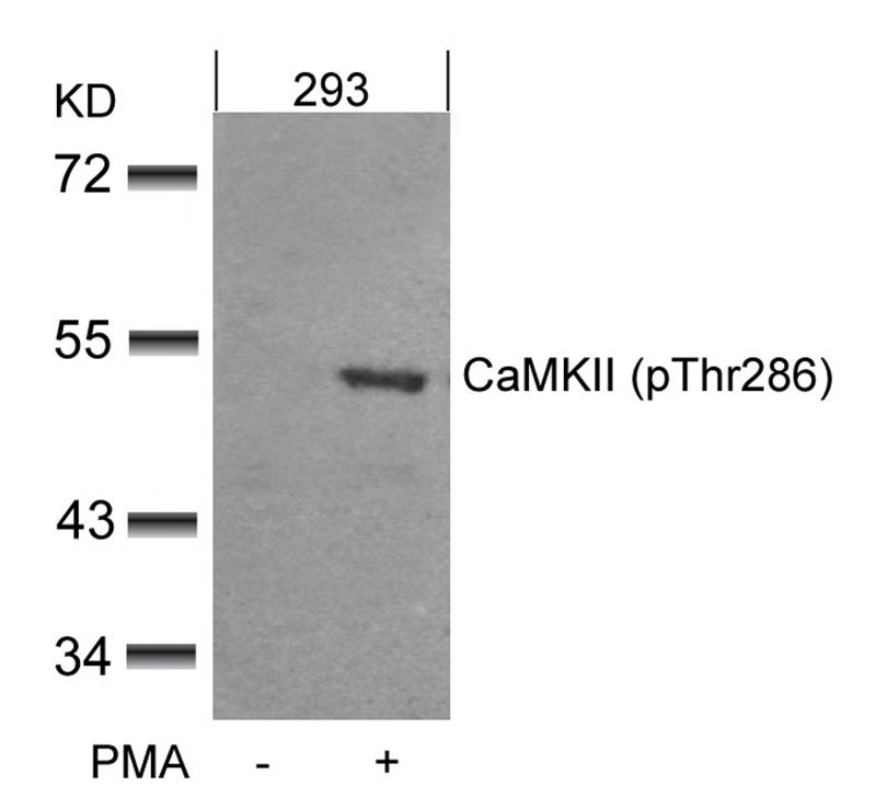 CaMKII(Phospho-Thr286)