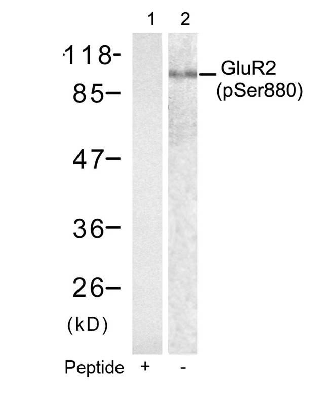 GluR2 (phospho-Ser880)