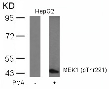 MEK1(Phospho-Thr291)