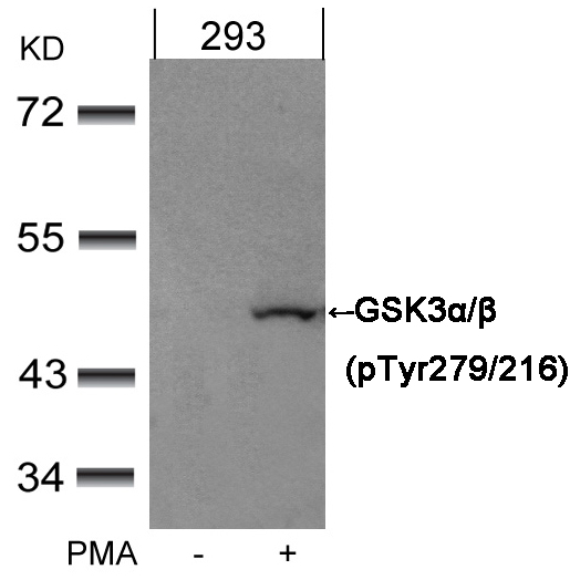 GSK3α/β(Phospho-Tyr279/216)