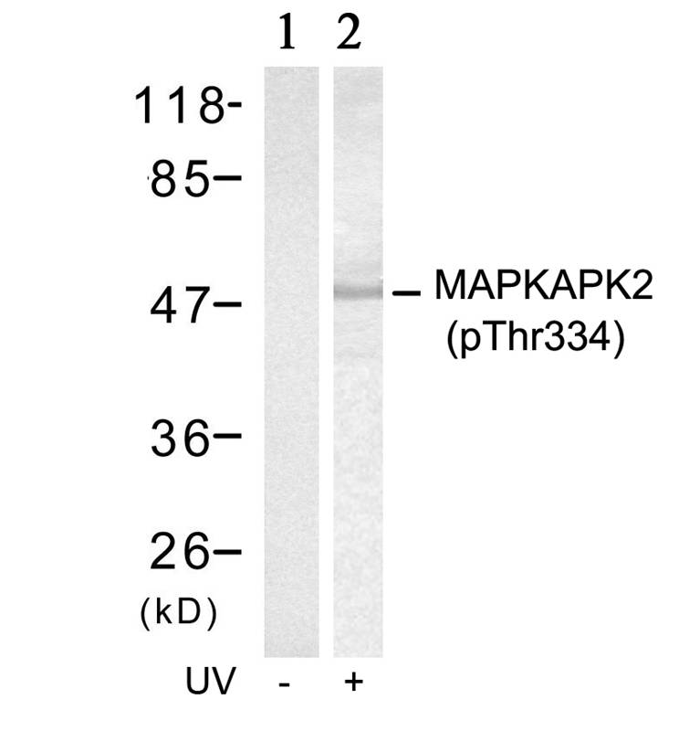 MAPKAPK-2(Phospho-Thr334)