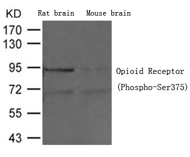Opioid Receptor (Phospho-Ser375)
