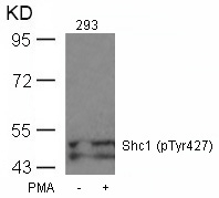 Shc1(Phospho-Tyr427)