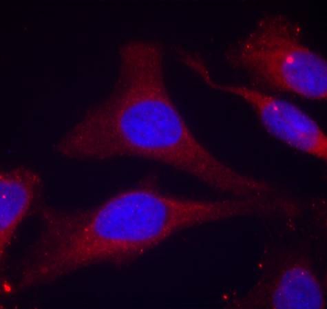 SHP-1(Phospho-Tyr536)