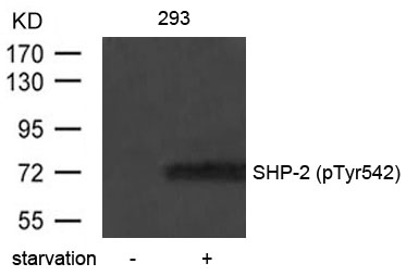 SHP-2(Phospho-Tyr542)