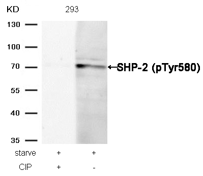 SHP-2(Phospho-Tyr580)