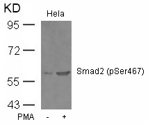Smad2(Phospho-Ser467)
