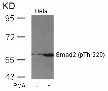 Smad2(Phospho-Thr220)