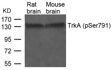 TrkA(Phospho-Tyr791)