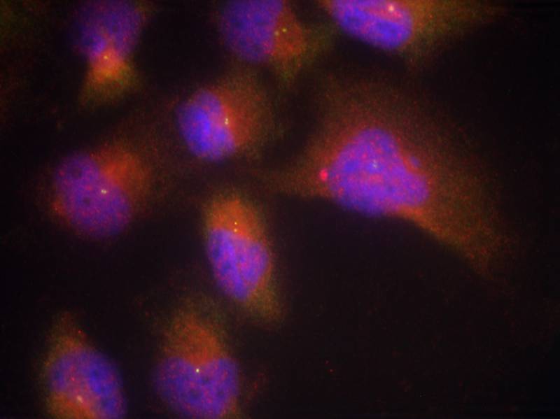 TrkB(Phospho-Tyr515)