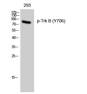 TrkB(Phospho-Tyr706)