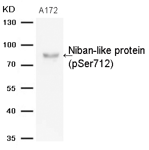 Niban-like protein(Phospho-Ser712)