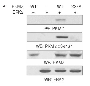 PKM2(phospho-Ser37)