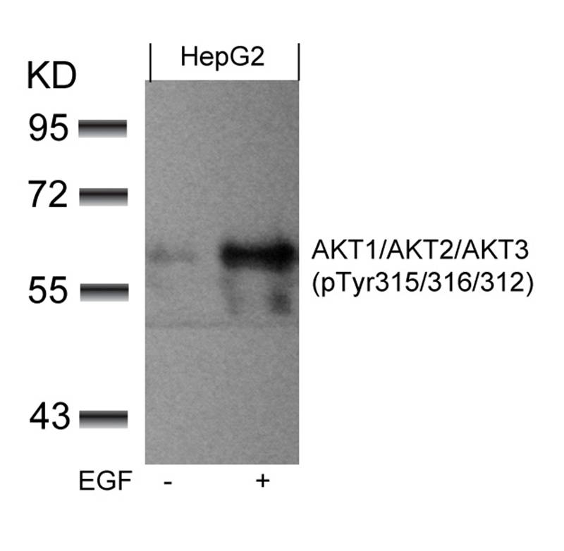 AKT1/AKT2/AKT3(phospho-Tyr315/316/312)