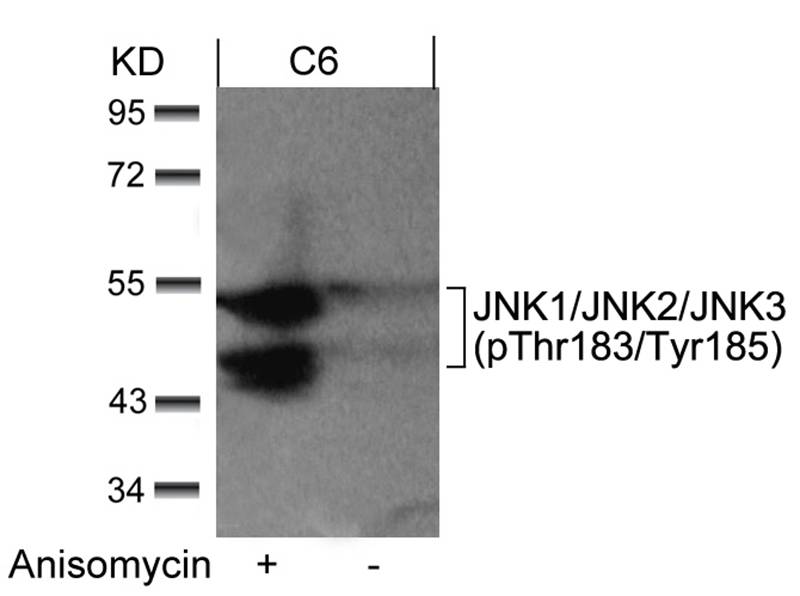 JNK1/JNK2/JNK3(phospho-Thr183/Tyr185)