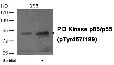 PI3 Kinase p85/p55 (phospho-Tyr467/199)