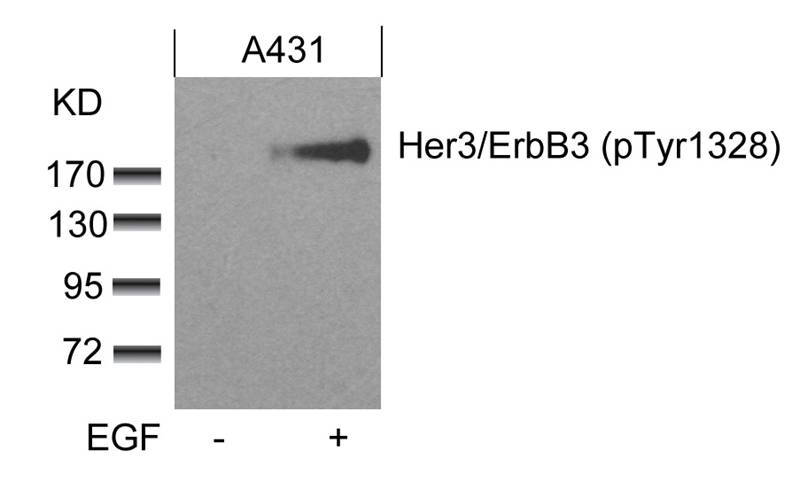 Her3/ErbB3(phospho-Tyr1328)