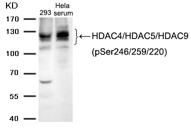 HDAC4/HDAC5/HDAC9(phospho-Ser246/259/220)