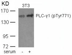 PLCg1(phospho-Tyr771)