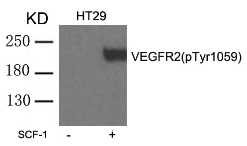 VEGFR2(phospho-Tyr1059)
