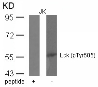Lck(phospho-Tyr505)