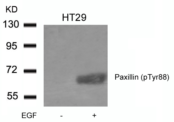 Paxillin(phospho-Tyr88)