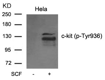 c-kit(phospho-Tyr936)