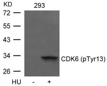 CDK6(phospho-Tyr13)