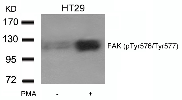 FAK(phospho-Tyr576/Tyr577)