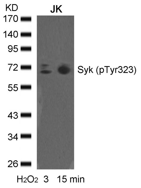 syk(phospho-Tyr323)