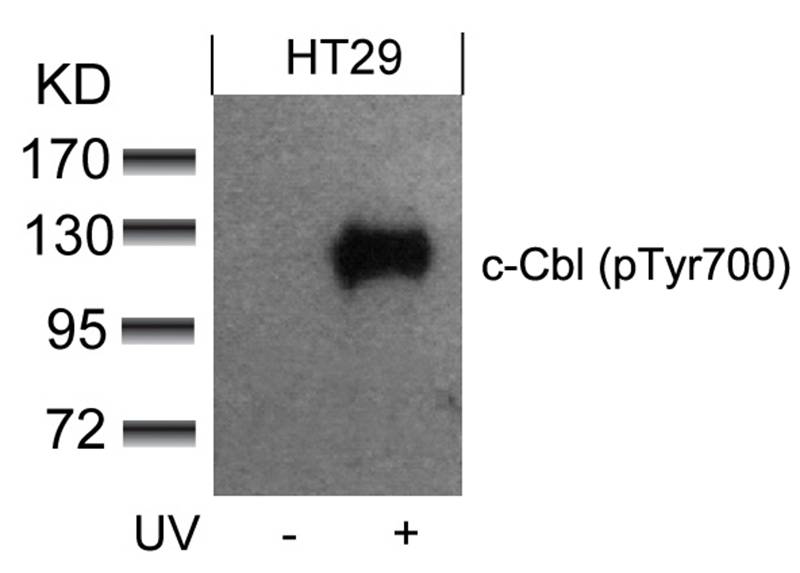 c-Cbl(phospho-Tyr700)