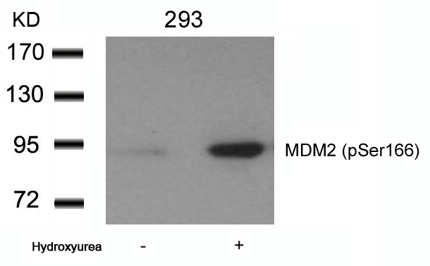 MDM2(phospho-Ser166)