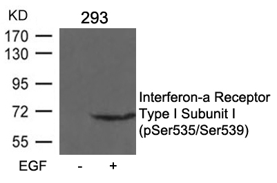 IFNAR1 Subunit1 (phospho-Ser535/Ser539)