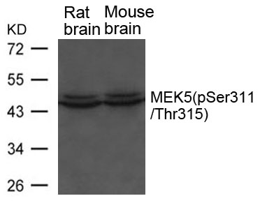 MEK5(phospho-Ser311/ Thr315)