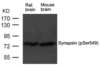 Synapsin(phospho-Ser549)