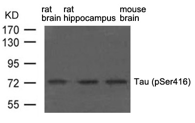 Tau(phospho-Ser416)