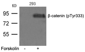 β-catenin(phospho-Tyr333)