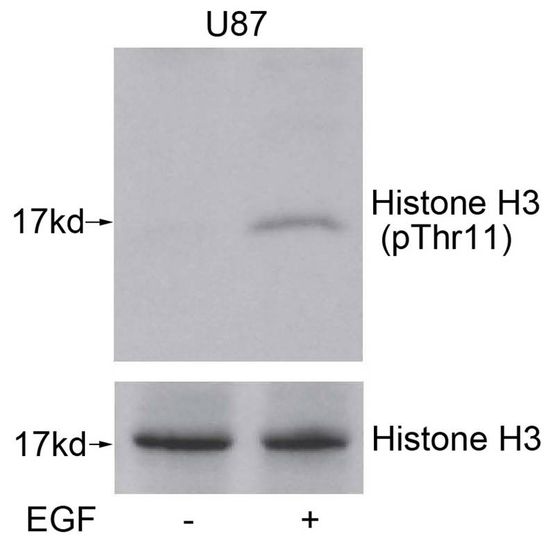 Histone H3(Phospho-Thr11)