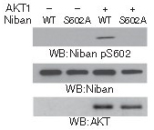 Niban(Phospho-Ser602)