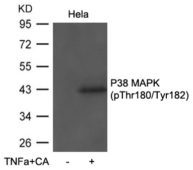 P38 MAPK(Phospho-Thr180/Tyr182)