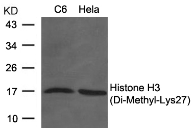 Histone H3 (Di-Methyl-Lys27)