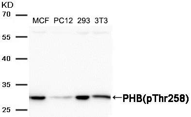 PHB(Phospho-Thr258)