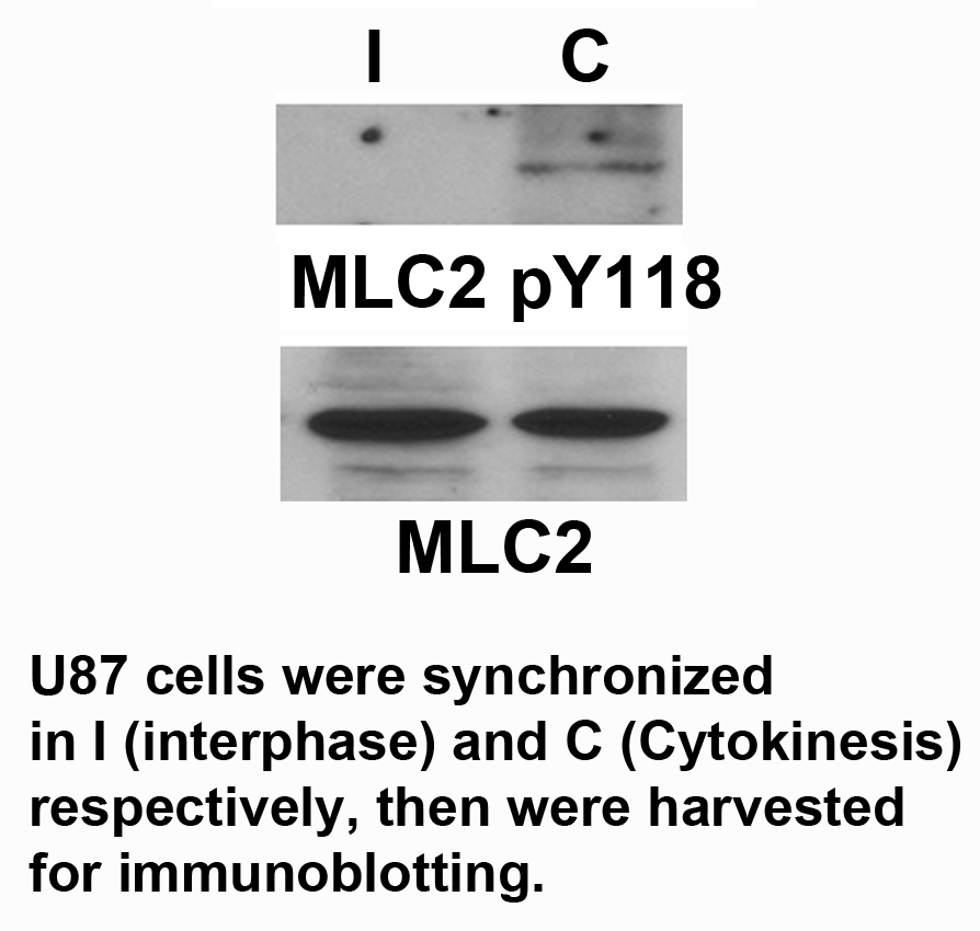 MLC2 (Phospho-Tyr118)