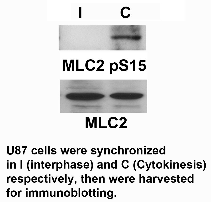 MLC2 (Phospho-Ser15)